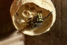 Solitary wasp building